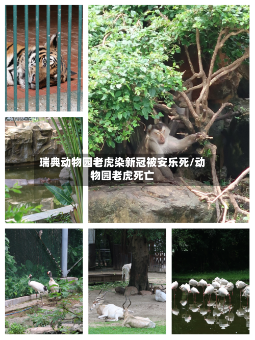 瑞典动物园老虎染新冠被安乐死/动物园老虎死亡-第1张图片