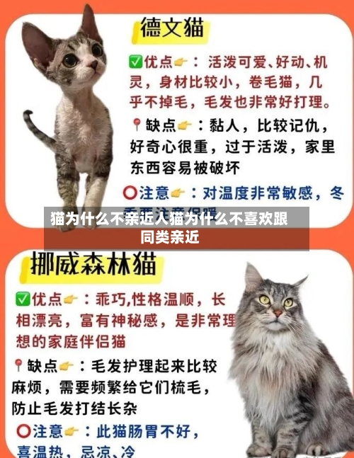 猫为什么不亲近人猫为什么不喜欢跟同类亲近