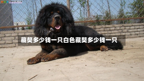 藏獒多少钱一只白色藏獒多少钱一只