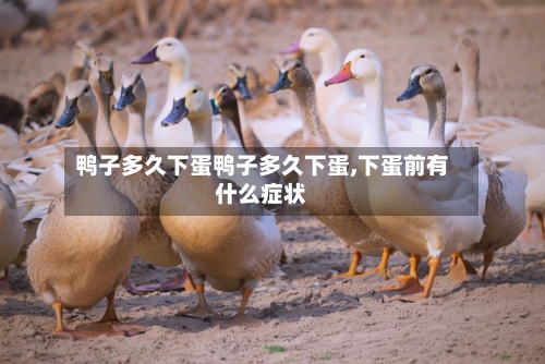 鸭子多久下蛋鸭子多久下蛋,下蛋前有什么症状