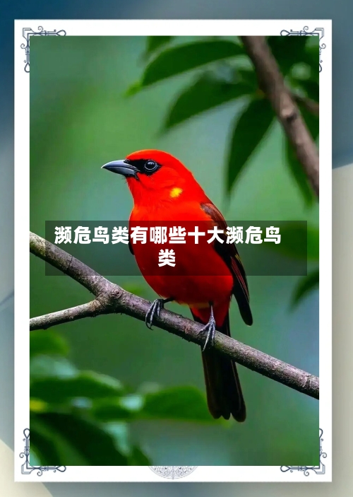 濒危鸟类有哪些十大濒危鸟类