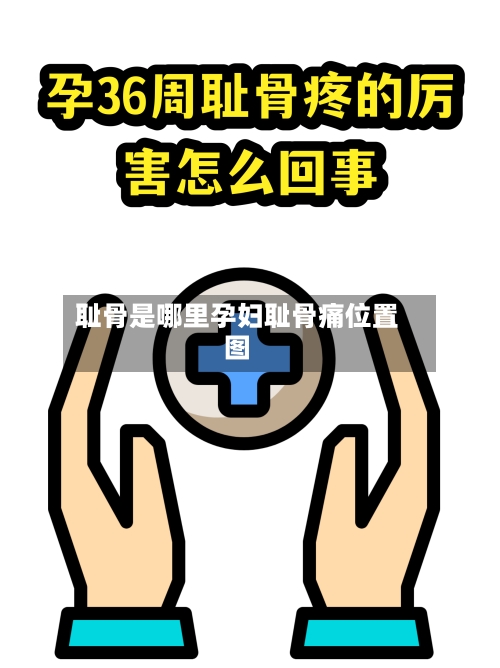 耻骨是哪里孕妇耻骨痛位置图